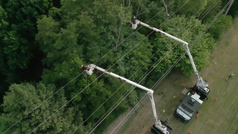 How Our Tree Care Process Works  in Oklahoma, PA